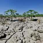 Cop17 races for desertification deal as report warns half world’s soils under threat
