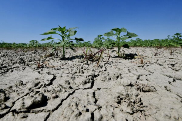 Cop17 races for desertification deal as report warns half world’s soils under threat