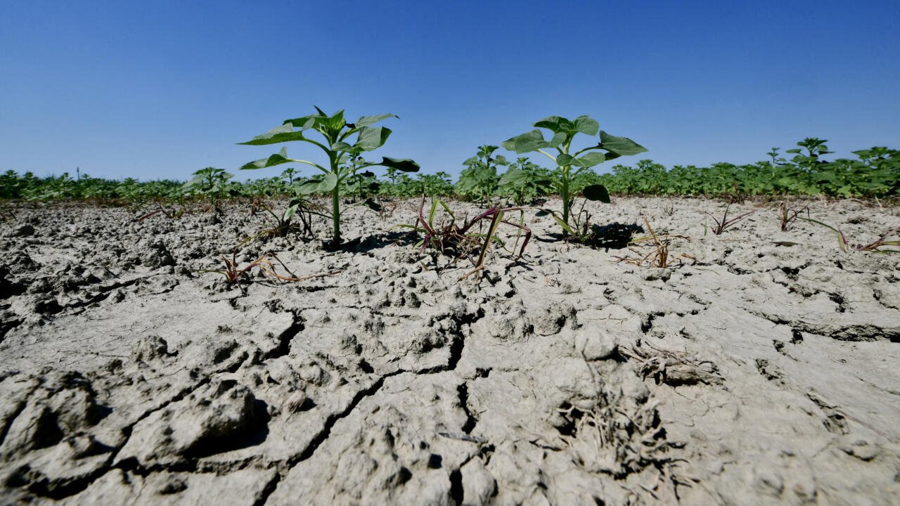 Cop17 races for desertification deal as report warns half world’s soils under threat