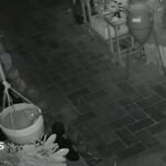 Hedgehog's overnight antics caught on Swanage gift shop's CCTV