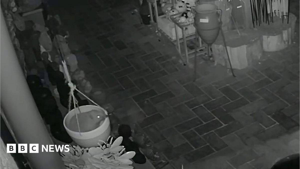 Hedgehog's overnight antics caught on Swanage gift shop's CCTV