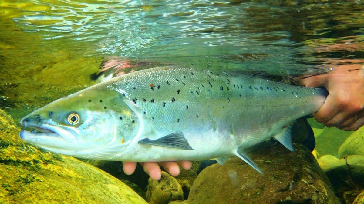 How nature is coping in the record-breaking summer