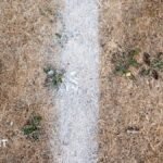 WRU issues pitch safety advice after record-breaking hot and dry summer