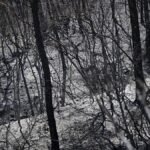 "The response seems timid": what role for ecology in the presidential race?
