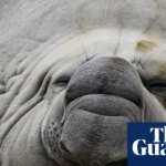 Fears for ‘gregarious’ local celebrity Sammy the elephant seal in Victorian bird flu hotspot | Environment