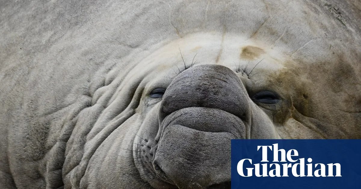 Fears for ‘gregarious’ local celebrity Sammy the elephant seal in Victorian bird flu hotspot | Environment