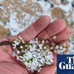 Country diary: We’re going on a nurdle hunt | Coastlines