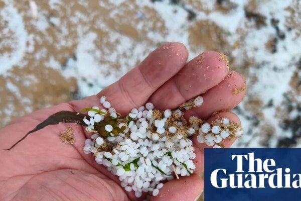 Country diary: We’re going on a nurdle hunt | Coastlines