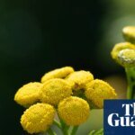 Country diary: One flower here is thriving, defying the drought | Environment