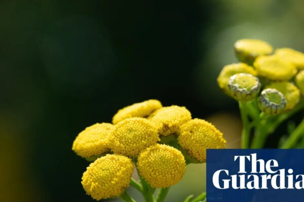 Country diary: One flower here is thriving, defying the drought | Environment