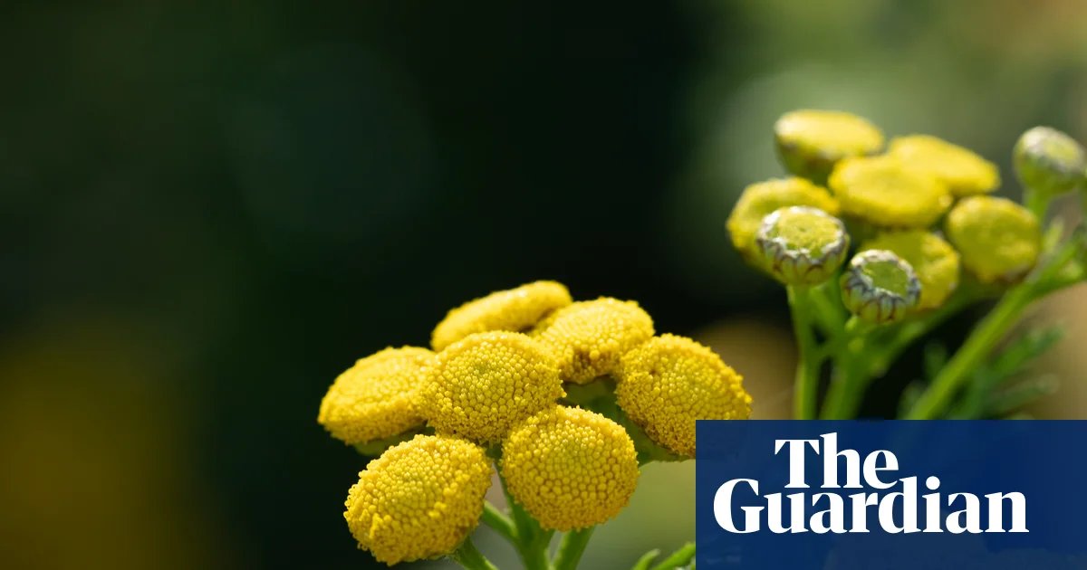 Country diary: One flower here is thriving, defying the drought | Environment