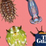 Invertebrate of the year 2026: vote for your favourite | Environment