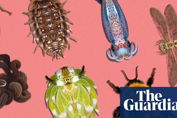 Invertebrate of the year 2026: vote for your favourite | Environment