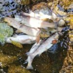 Kilkeel: Generations of fish 'wiped out' after pollution incident
