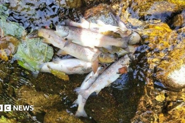 Kilkeel: Generations of fish 'wiped out' after pollution incident
