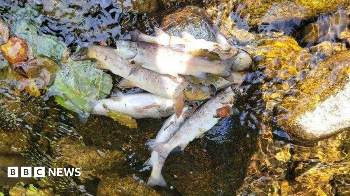 Kilkeel: Generations of fish 'wiped out' after pollution incident