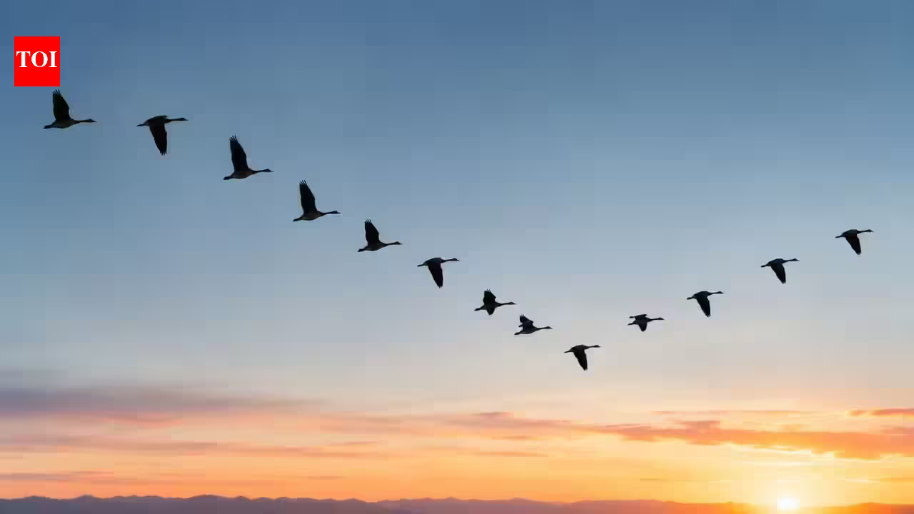2026 study solves a 150-million-year-old mystery: Scientists discover how the first bird learned to fly