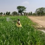 India’s Fertilizer Squeeze Forces a Rethink on Legacy of Overuse