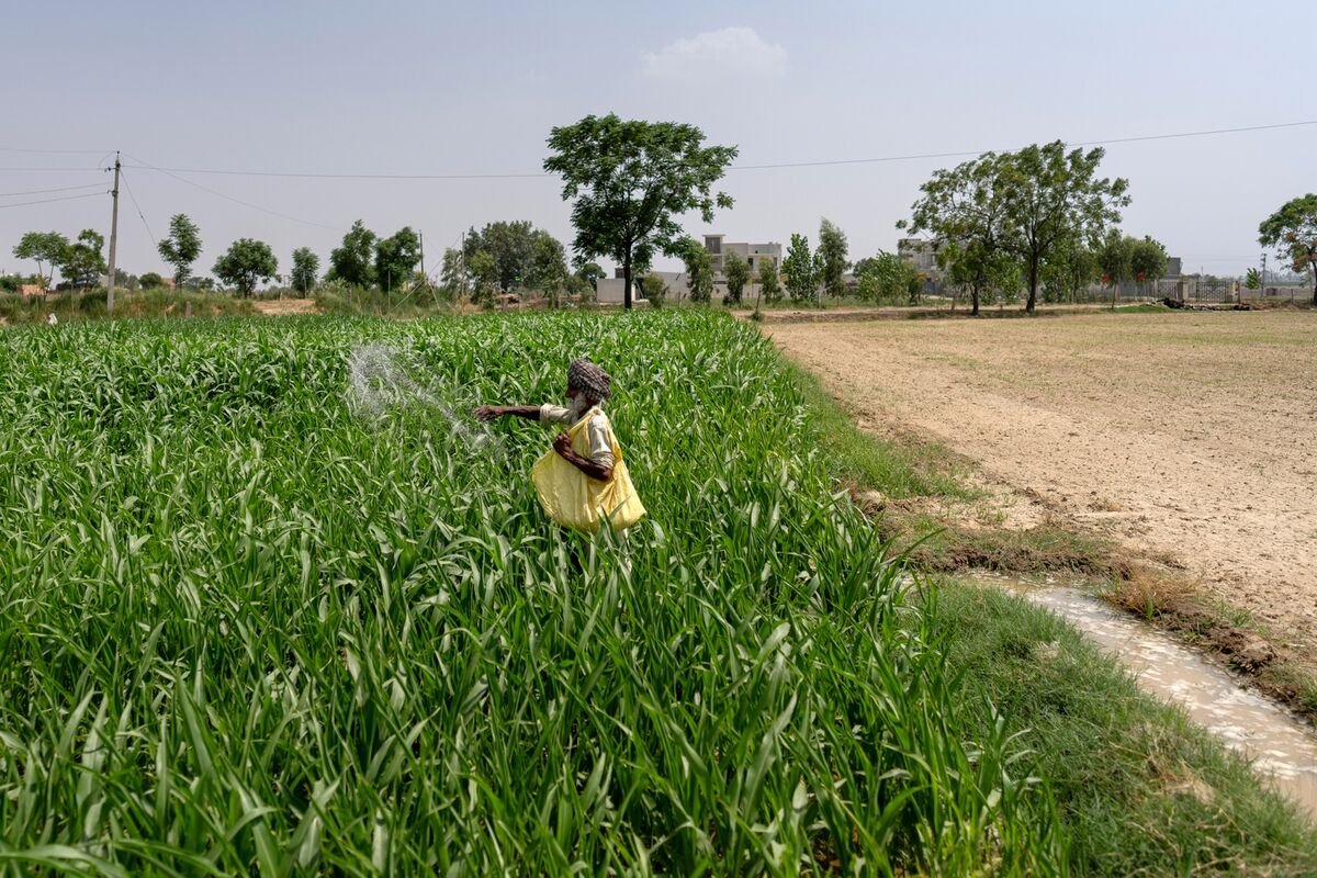 India’s Fertilizer Squeeze Forces a Rethink on Legacy of Overuse