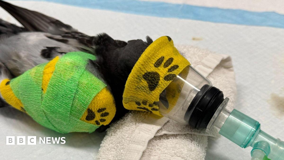 Wildlife struggling in record-breaking heat, charities say