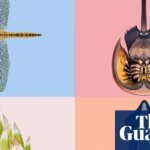 The winner of the Guardian's Invertebrate of the year 2026 revealed | Invertebrates