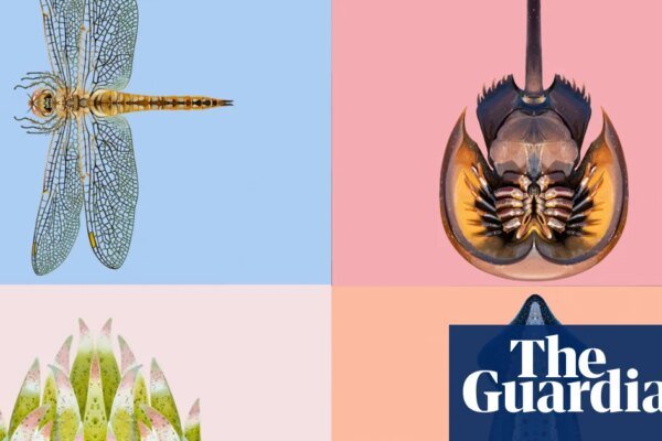 The winner of the Guardian's Invertebrate of the year 2026 revealed | Invertebrates