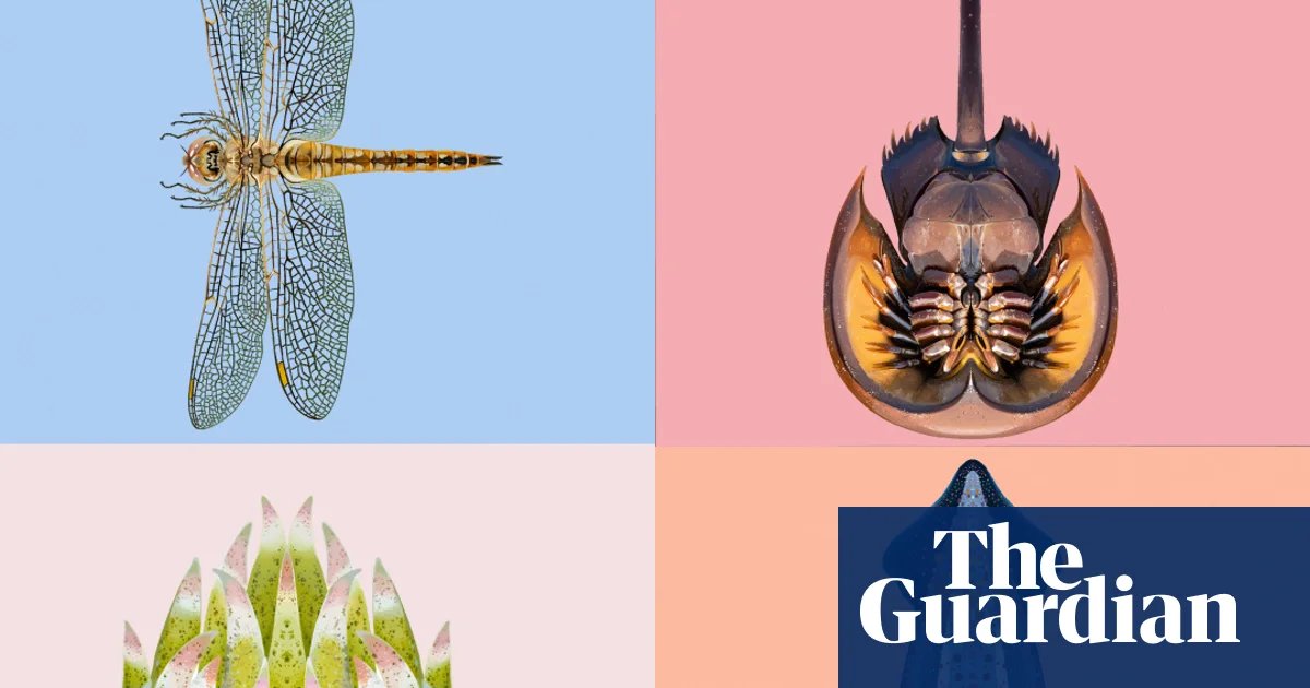 The winner of the Guardian's Invertebrate of the year 2026 revealed | Invertebrates
