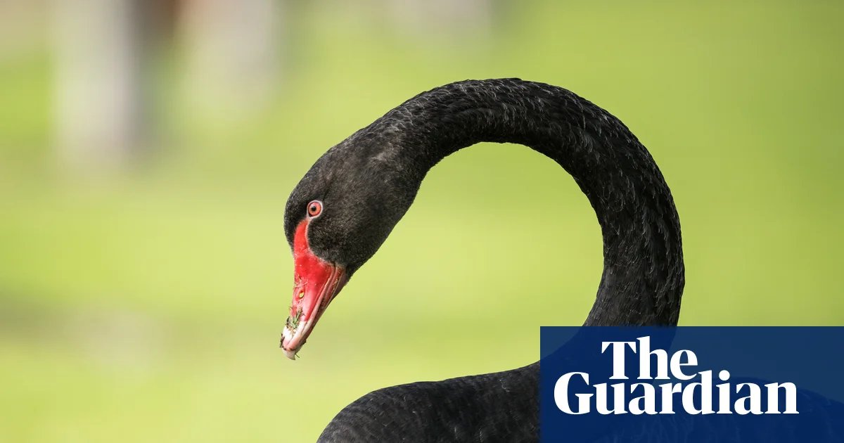 ‘Devastating’: Western Australia fears a black swan moment as bird flu threatens flagship species | Western Australia
