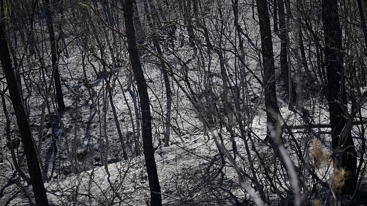 "The response seems timid": what role for the environment in the presidential campaign
