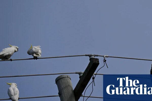 A new energy scheme gives Australians three hours of free power a day – but there could be an expensive catch | Renewable energy