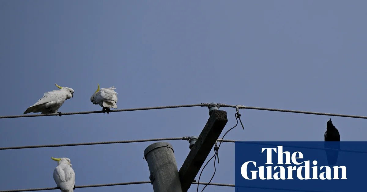 A new energy scheme gives Australians three hours of free power a day – but there could be an expensive catch | Renewable energy