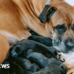 Rescued Doncaster dog gives birth to record-breaking litter
