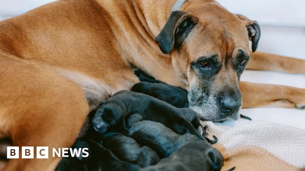 Rescued Doncaster dog gives birth to record-breaking litter