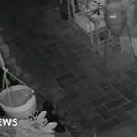 Hedgehog's overnight antics caught on Swanage gift shop's CCTV