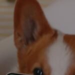 The A.I. in Google’s New Pixel 11 Is Not Very Helpful