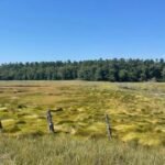 Tidal Marsh Methane Emissions Better Predicted by Plant Species Than Salinity