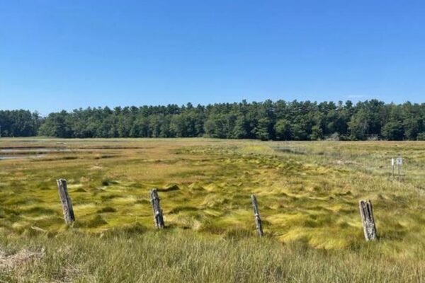 Tidal Marsh Methane Emissions Better Predicted by Plant Species Than Salinity