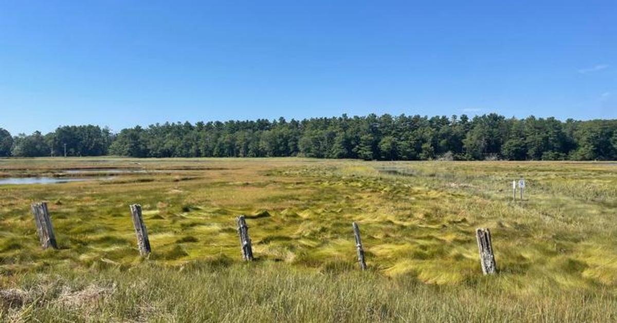 Tidal Marsh Methane Emissions Better Predicted by Plant Species Than Salinity