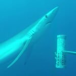 275 Marine Scientists Demand Stronger Protection for Australia's Ocean Parks