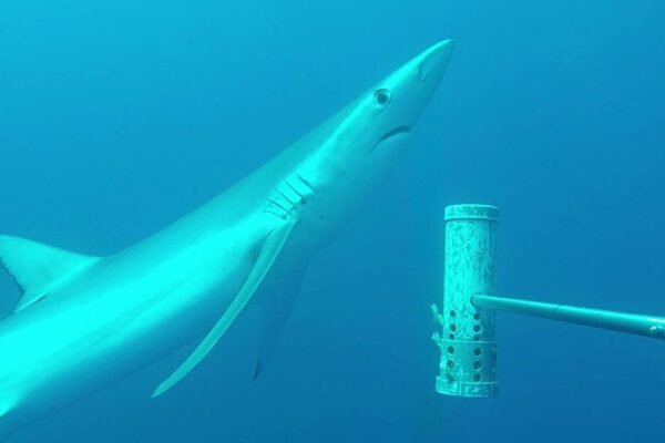 275 Marine Scientists Demand Stronger Protection for Australia's Ocean Parks