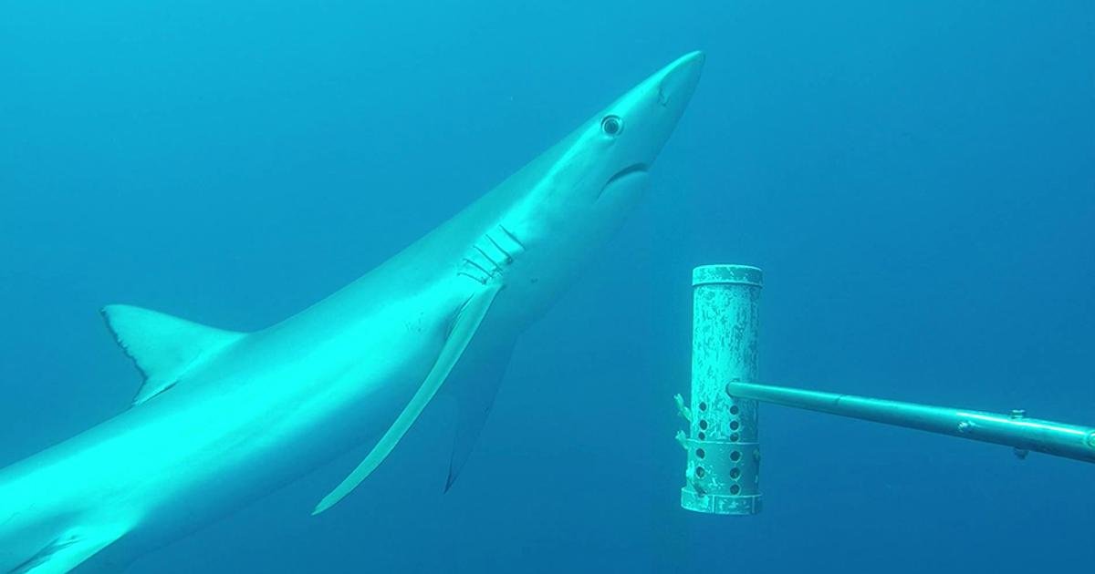 275 Marine Scientists Demand Stronger Protection for Australia's Ocean Parks