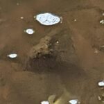 'Hundreds' of dead fish in River Tame after Greenfield fire