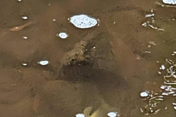 'Hundreds' of dead fish in River Tame after Greenfield fire
