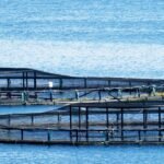‘Sustainable’ salmon farms broke green rules last year