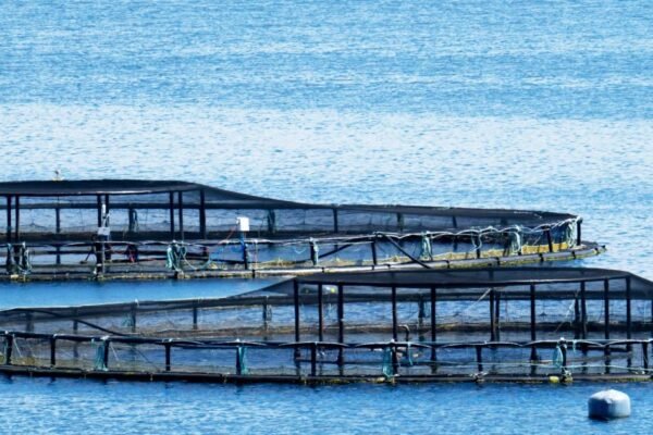 ‘Sustainable’ salmon farms broke green rules last year