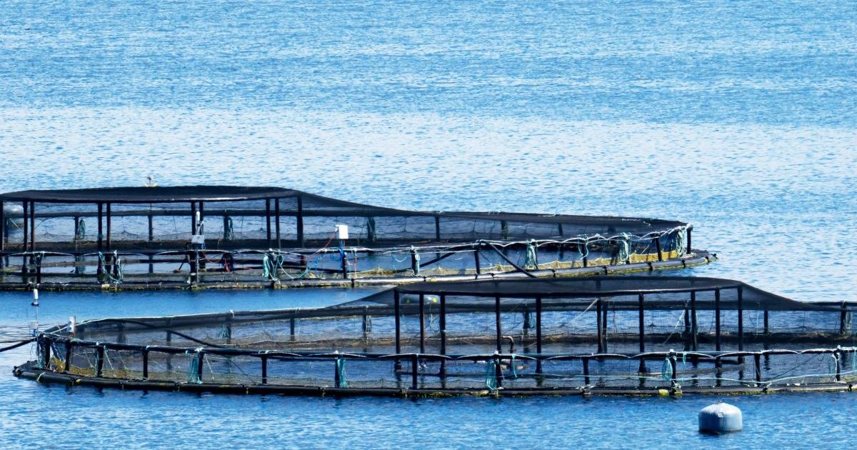 ‘Sustainable’ salmon farms broke green rules last year