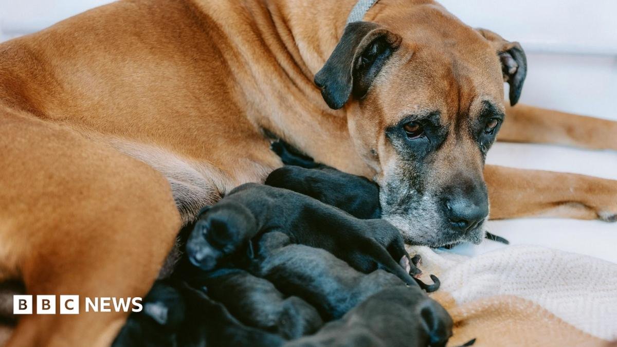 Rescued Doncaster dog gives birth to record-breaking litter