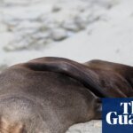 Fur seal‘s death marks first Australian mainland mammal fatality from spreading H5 bird flu strain | Bird flu