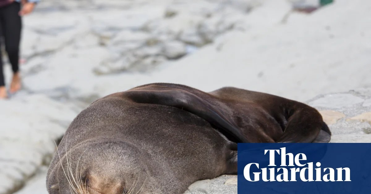 Fur seal‘s death marks first Australian mainland mammal fatality from spreading H5 bird flu strain | Bird flu