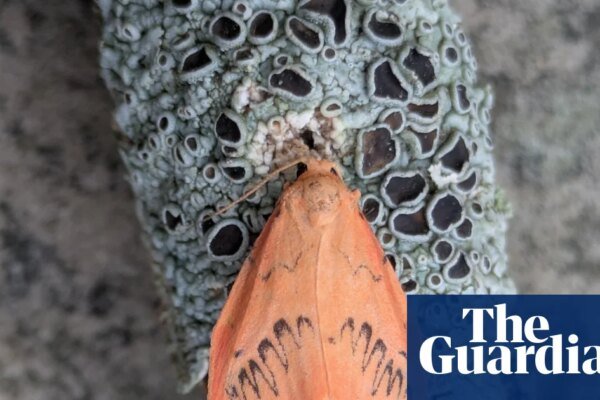 Country diary: A peachy, summer beauty that loves the clean air | Insects